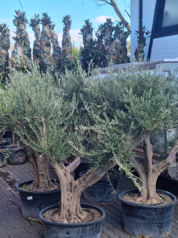 Olivenbaum (Olea Europaea) Umfang 30-50