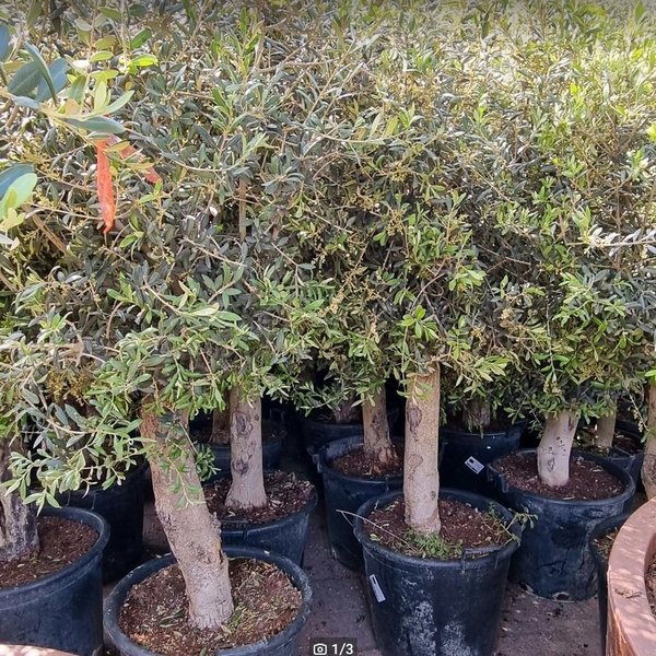 Olivenbaum über 2m